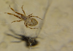 Araneae