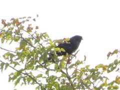 Micronisus gabar gabar