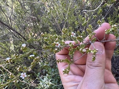 Thryptomene