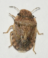 Sciocoris pallens