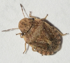 Sciocoris pallens