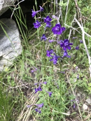 Delphinium glaucum