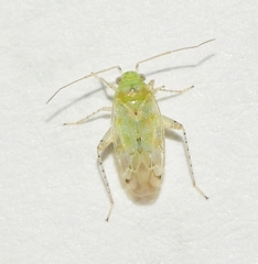 Atomoscelis onusta