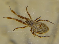 Araneae