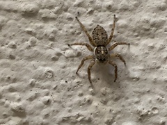 Menemerus semilimbatus