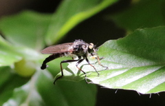 Neoitamus socius