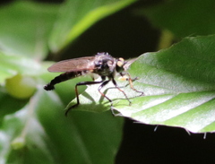 Neoitamus socius