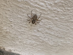 Menemerus semilimbatus