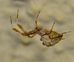Araneae