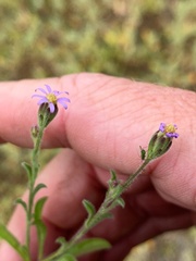 Vittadinia pterochaeta
