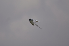 Sternula albifrons
