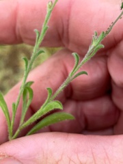 Vittadinia pterochaeta