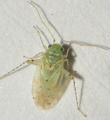 Atomoscelis onusta