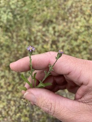 Vittadinia pterochaeta