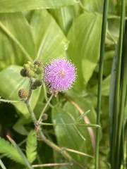 Mimosa pudica