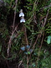 Odontochilus yakushimensis