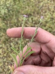 Vittadinia pterochaeta