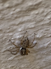 Menemerus semilimbatus