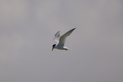 Sternula albifrons