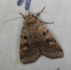 Diarsia jucunda
