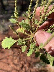 Dysphania rhadinostachya