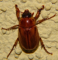 Cyclocephala pasadenae