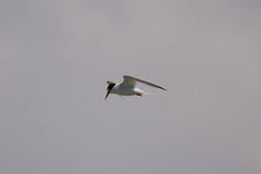 Sternula albifrons