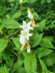 Campanula latifolia