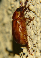 Cyclocephala pasadenae