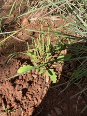 Dysphania rhadinostachya