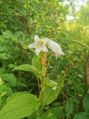 Campanula latifolia