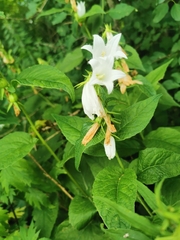 Campanula latifolia
