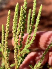 Dysphania rhadinostachya