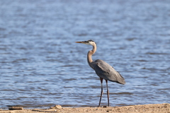 Ardea herodias