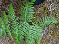 Pteridium aquilinum wightianum