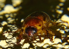 Cyclocephala pasadenae