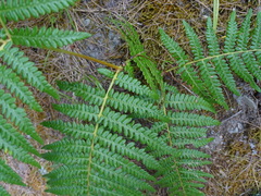 Pteridium aquilinum wightianum