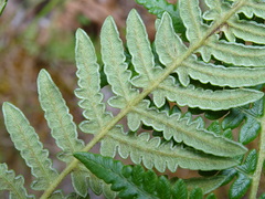 Pteridium aquilinum wightianum