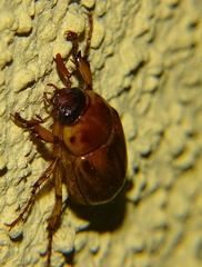Cyclocephala pasadenae
