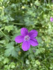 Geranium palustre