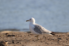 Larus delawarensis