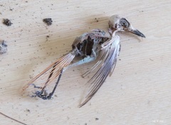 Phoenicurus auroreus