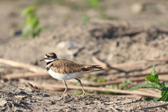 Charadrius vociferus