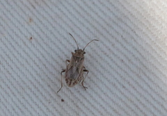 Ortholomus punctipennis