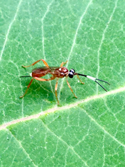 Mesostenus thoracicus