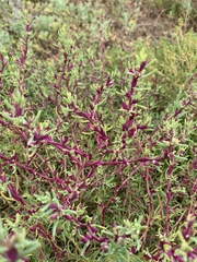 Neobassia proceriflora
