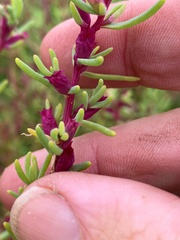 Neobassia proceriflora