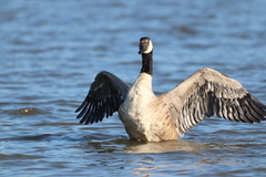 Branta canadensis