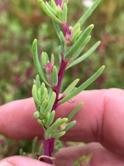 Neobassia proceriflora