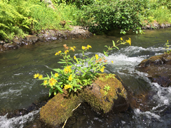 Arnica amplexicaulis